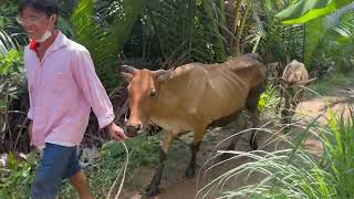 Trại Bò Long Linh Trà Vinh 13102023 Mẹ Con 11Tr. Bò Chửa Bò Đực