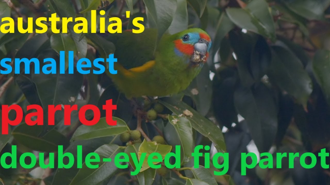 australia's smallest parrot - double-eyed fig parrot