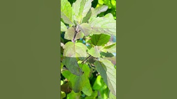 Cây hương nhu tía và công dụng của nó #kienthucvacuocsong #ynghiacuocsong #shorts