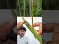 Bamboo gun making at the home gao me bansh ki madat se banduk kaise banaen 6 #shorts #shortfeed