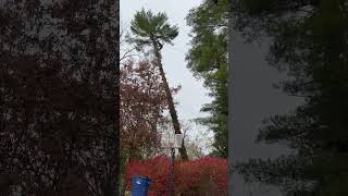 Famous Speed-line Rigging on a Big Leaning Pine! Profile