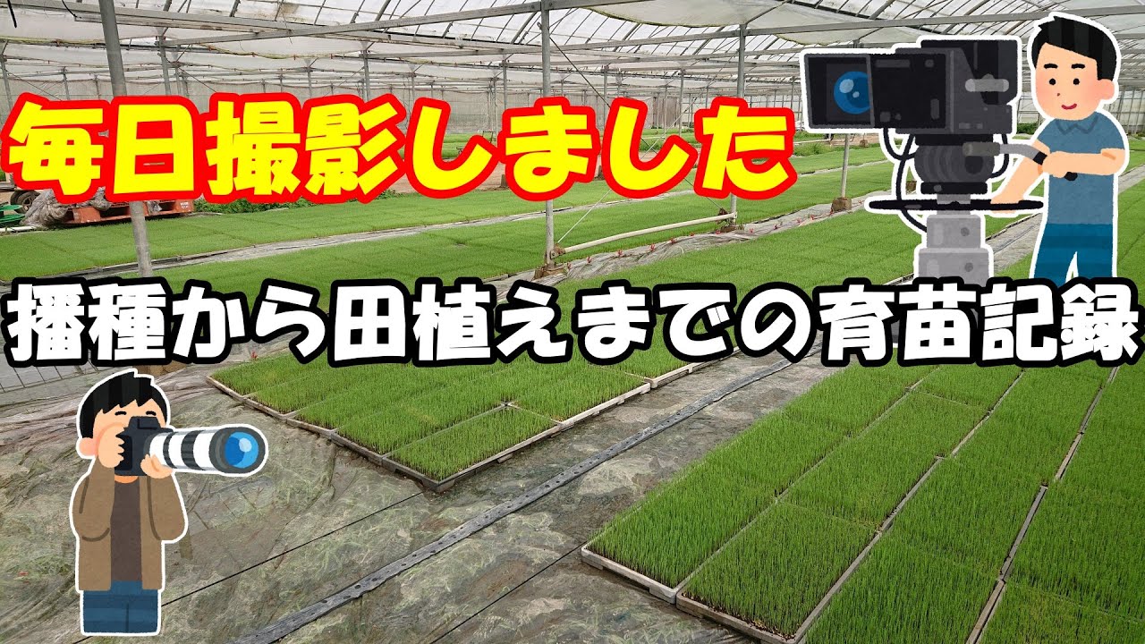 苗半作！水稲苗の成長記録です。播種後から田植えに使える状態になるまでの育苗期間を毎日撮影しました