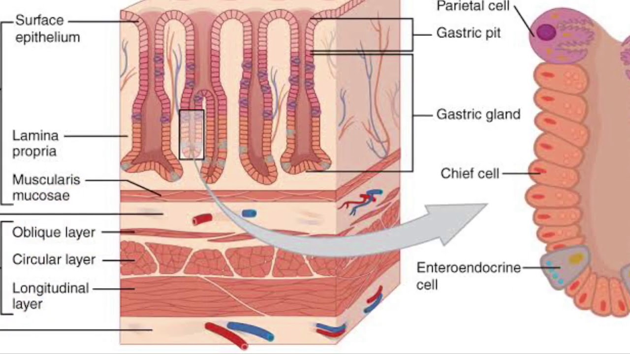 Stomach Deformation Gif