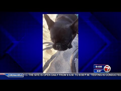 French bulldog stolen from Fort Lauderdale hotel found, accused dog thief arrested