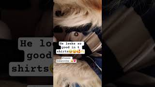 Subscribe🔔🥰❤️🫶💯#cutepet #puppy #dog #sleep #shorts #foryou #fyp #1k #1000subs #viralshorts #1million