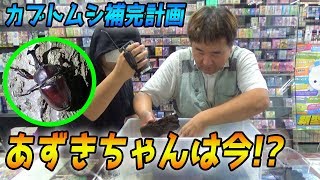 【カブトムシ飼育】それからのあずきちゃん。誰でも増やせるカブトムシの飼い方。