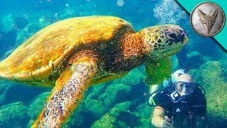 Diving with Sea Turtles!