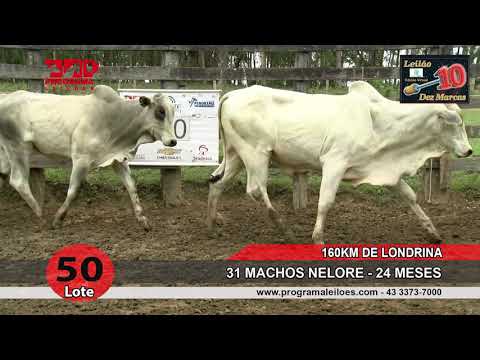 Lote 50