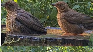 The female black bird enjoying her timeأنثى الطائر الأسود تستمتع بوقتها