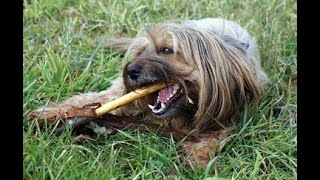 Ways to Save on Pet Care