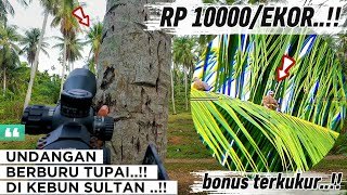 BERBURU TUPAI DI KEBUN ORANG KAYA‼️KITA DI BAYAR MAHAL..