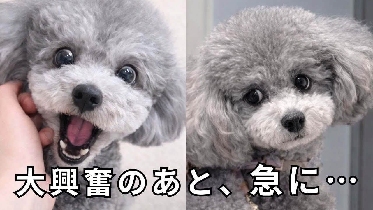 密着】感情が忙しすぎるトイプードルの一日 - YouTube