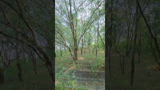 🌿 Nature’s Peace | Beautiful View That Heals the Soul | Nishit varma
