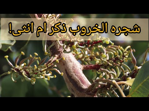 كيف تميز بين ثمار شجرة الخروب الانثى والذكر زراعة