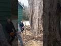 big tree cutting ms881 chainsaw machine #short #viral #trending