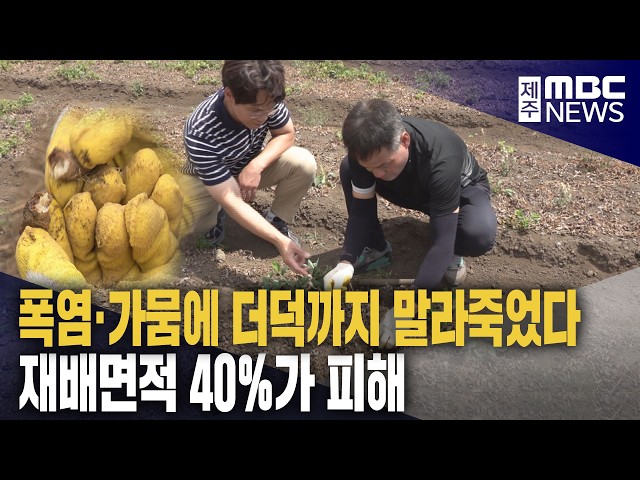 폭염·가뭄에 '더덕'까지‥재배면적 40% 피해