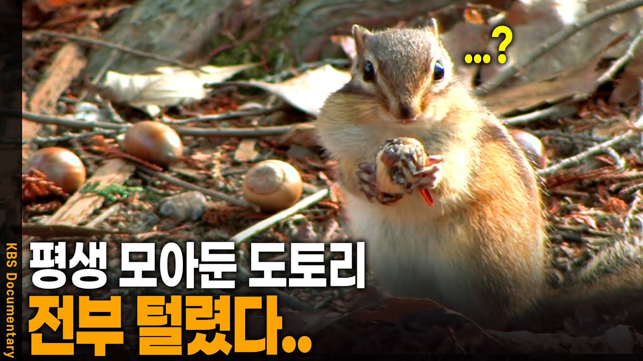 숨겨둔 도토리 전부 털린 다람쥐 반응 | KBS 20121128 방송