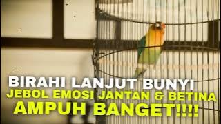 SUARA BIRAHI LANJUT BUNYI JEBOL EMOSI LOVEBIRD ANDA - MASTERAN LOVEBIRD 2 JAM NONSTOP