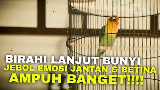 SUARA BIRAHI LANJUT BUNYI JEBOL EMOSI LOVEBIRD ANDA - MASTERAN LOVEBIRD 2 JAM NONSTOP