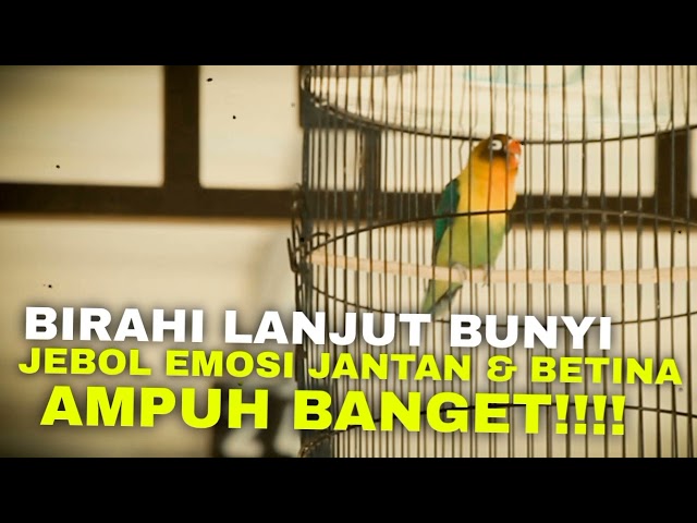 SUARA BIRAHI LANJUT BUNYI JEBOL EMOSI LOVEBIRD ANDA - MASTERAN LOVEBIRD 2 JAM NONSTOP class=