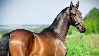 Абайдың сөзден Қиясбай кедейден жеңілуі