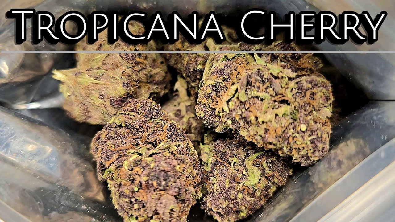 THCA Small Buds | Tropicana Cherry Review | $162 Quarter Pound QP | THCA Nation