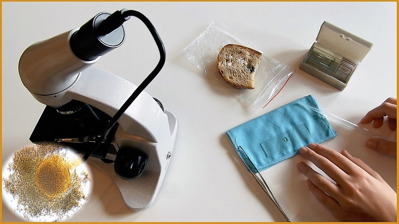 PLÍSNĚ pod MIKROSKOPEM 🔬 -  Plíseň hlavičková, Štětičkovec  / Výroba preparátu 🧫