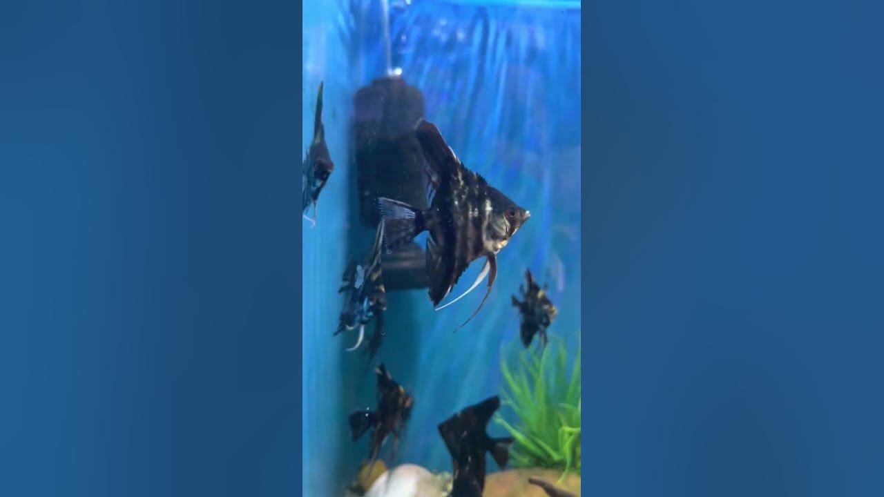 exotic-fish-fish-shop-in-chandigarh-fish-video-mohalipetvlogs