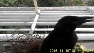20161110T1000~1030