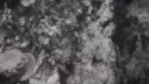 25ID at The Battle of Guadalcanal. Earning the #TropicLightning nickname!