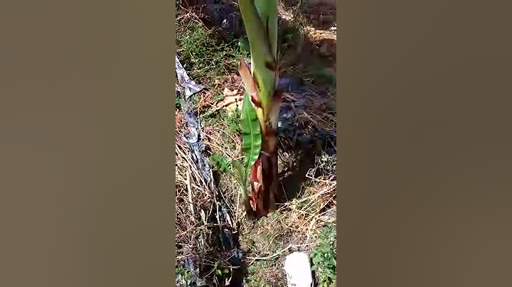 Top pisang berangan