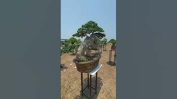 Triển lãm cây cảnh Phù Cát, Bình Định, 2025