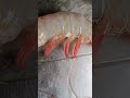 চাকা চিংড়ি #sorts #viralvideo #viralshorts #video #fishcutting