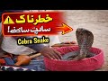 خطرناک کوبرا سامنے آ گیا Real Snake Video