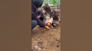 Wow, Camels Givings Big Size Egg | The view of camels laying eggs