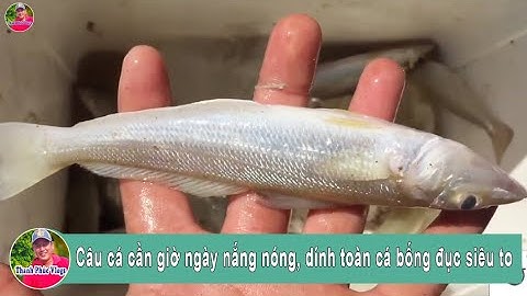 Câu cá cần giờ ngày nắng nóng, dính toàn cá bống đục siêu to | goby fishing  | Thanh Phúc Vlogs