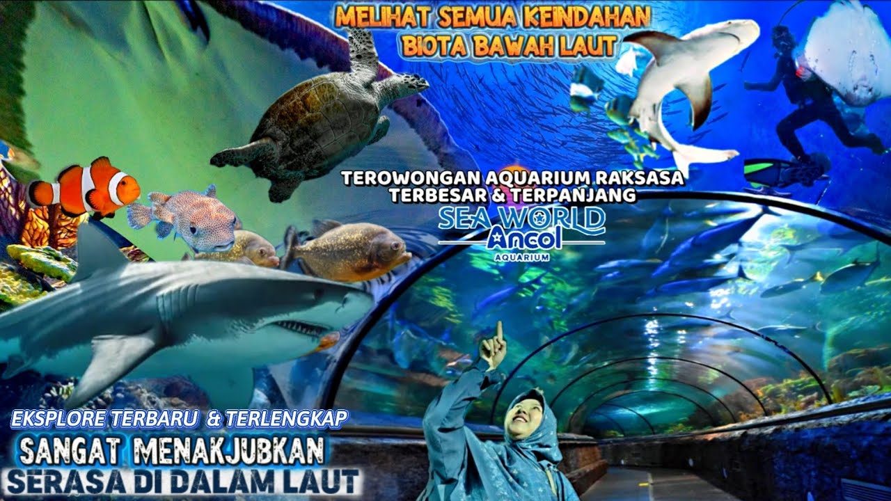 Sea World Ancol Terbaru 2026 ‼️Jelajahi keindahan biota bawah laut di Aquarium Raksasa 