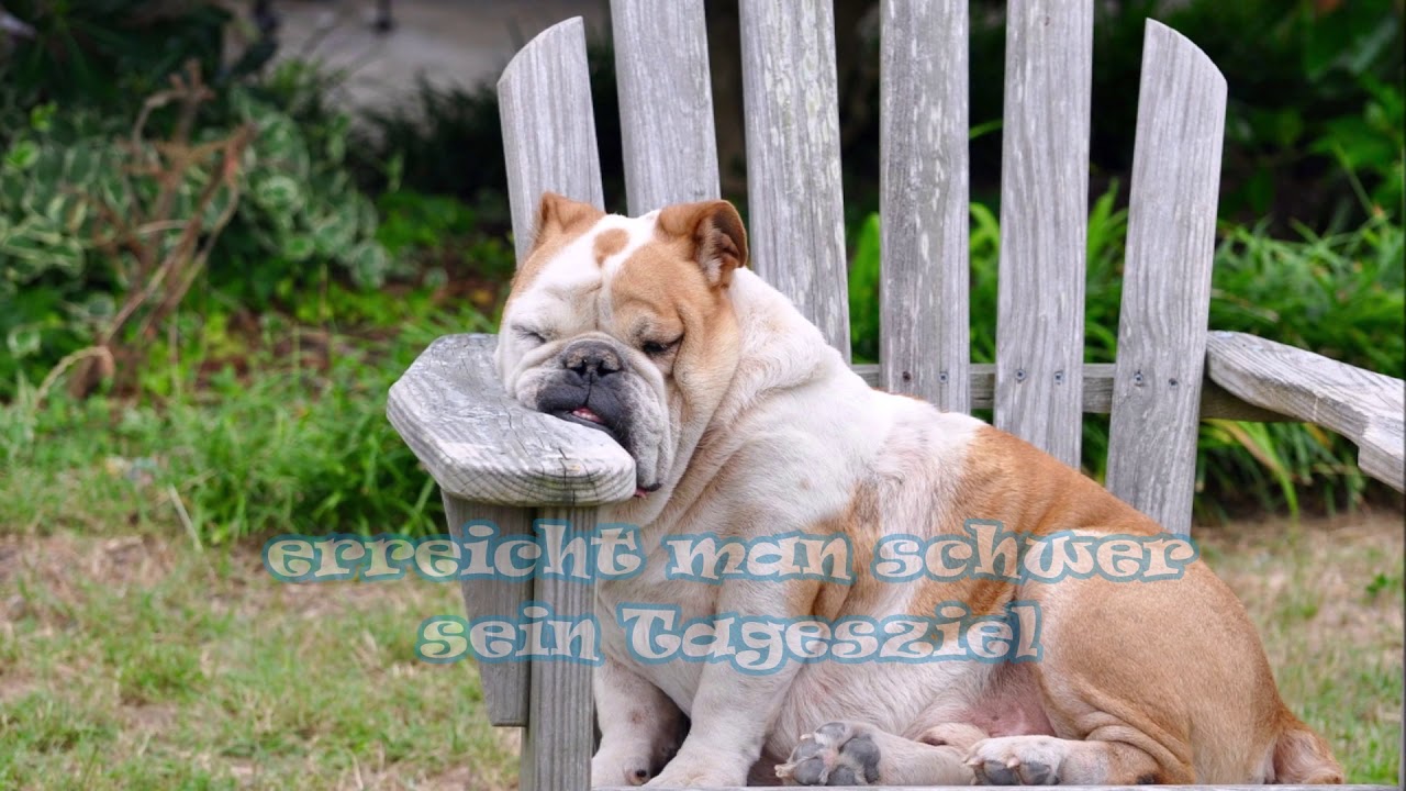 Free Funny Dog Pictures