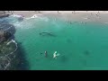 Increíble! Ballena nada entre vacacionistas en una playa