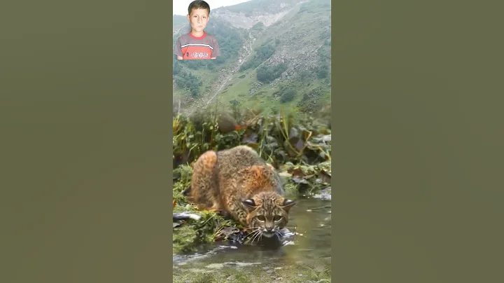 Watch the video about Very Smart Cats In Forest Area