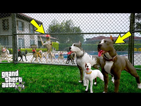 DEV KANGAL SÜRÜSÜ EVİMİZİ BASIYOR! - GTA 5 PİTBULL'UN HAYATI