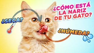 ¿Por qué TU GATO tiene a veces la NARIZ SECA y otras HÚMEDA? 😺💦👃🌡️| Cambios en la nariz de los gatos by Mascotas y Familias Felices 14,408 views 1 month ago 10 minutes, 50 seconds