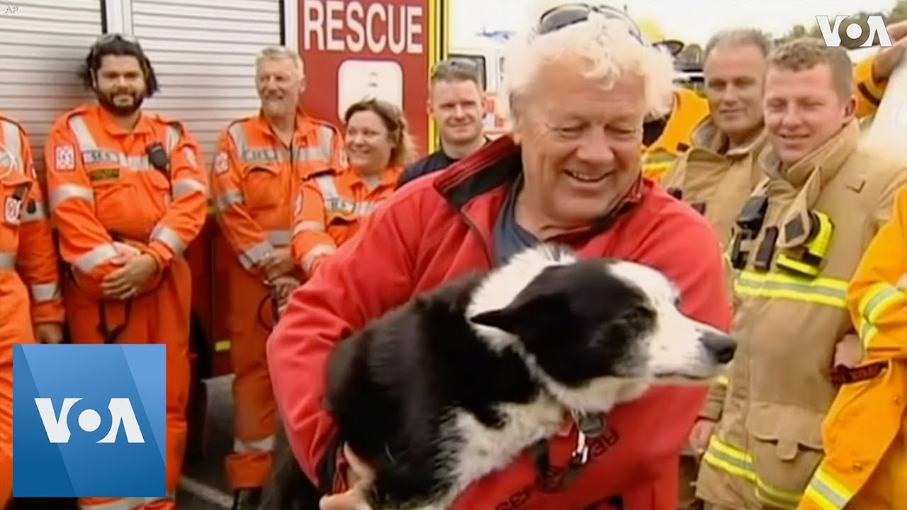 Stranded Dog Rescued Off Cliff in Australia YouTube