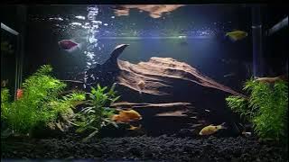 aquaarium dan kikan hias warna warni