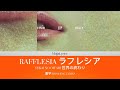 RAFFLESIA ラフレシア SEKAI NO OWARI 世界の終わり 漢字/ROM/ENG LYRICS