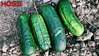 1 SIMPLE TIP for Maximizing Your Cucumber Harvests!