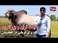 سوژه قیمتی ترین و بزرگترین گاو برای قربانی در افغانستان 