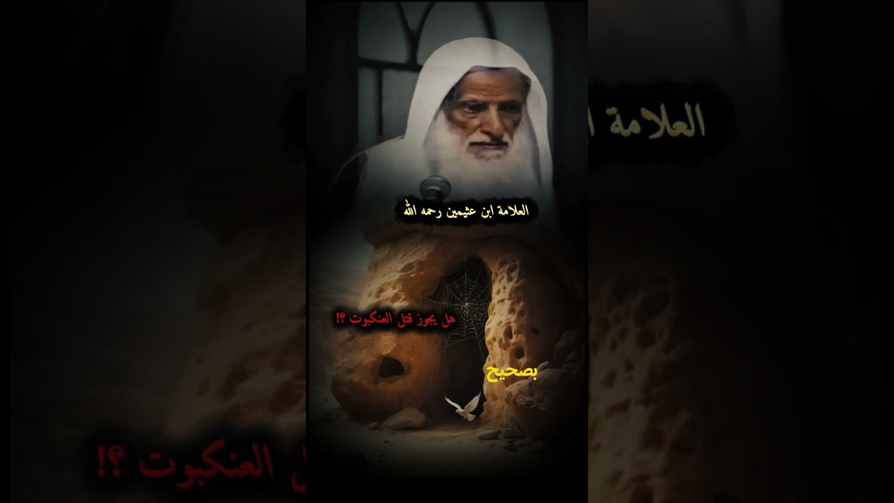هل يجوز قتل العنكبوت