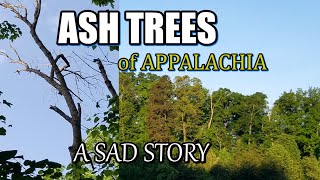 Ash Trees Of Appalachia And Their Sad Story