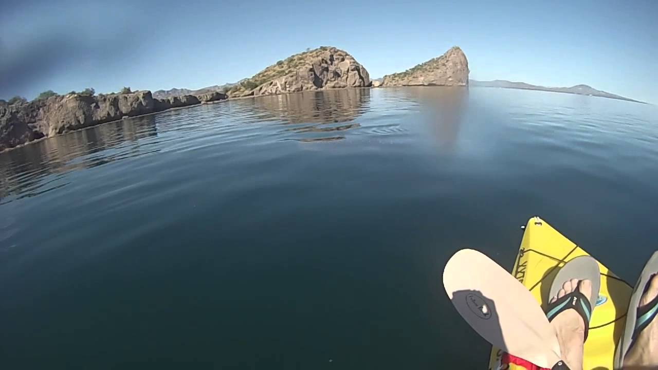 Whale Shark at Loreto Bay YouTube